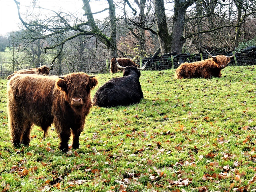 🏞️ 폴록 컨트리 파크 (Pollok Country Park)